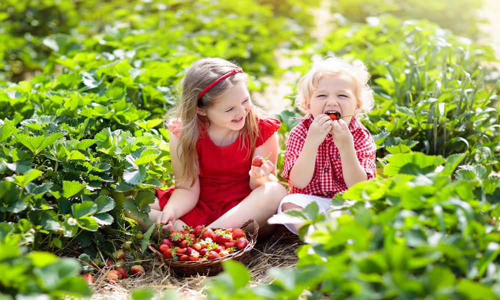 strawberrypicking