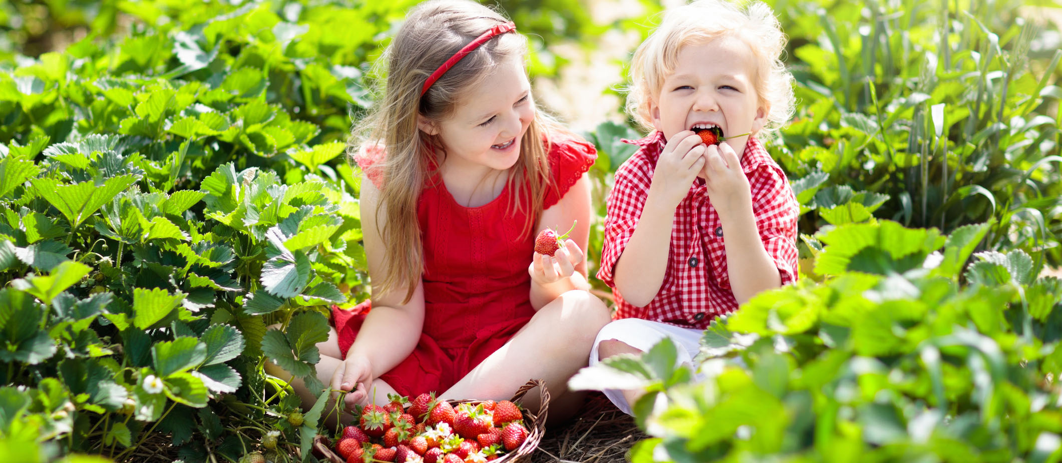 strawberrypicking image